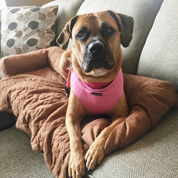 Meet your Dog Mom Posher, Christina - Picture 4 of 8